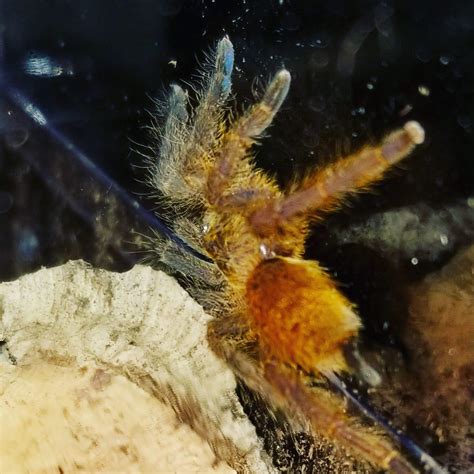 Finally got myself a OBT today!! Their colors are amazing. Anyone else ...