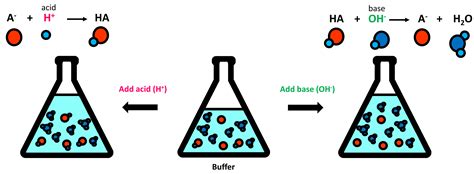 What is a Biological Buffer and How to Choose the Best Buffer for Your ...