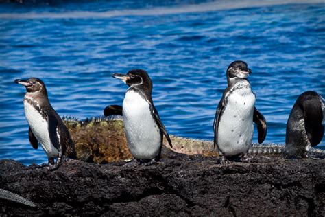 Bijzondere dieren op Galapagos