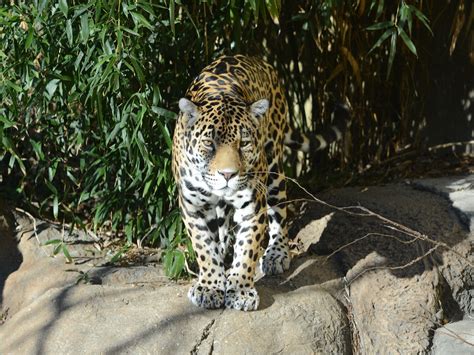 The Online Zoo - Jaguar