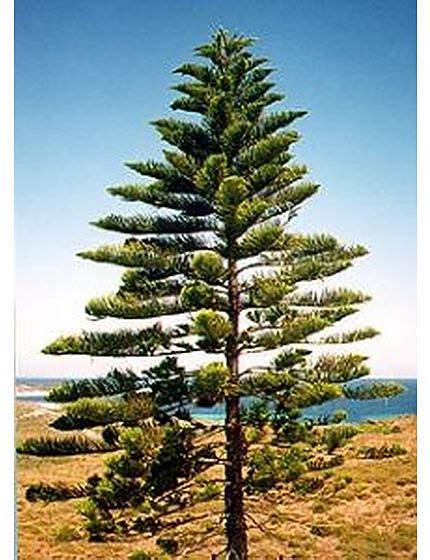 Norfolk Island Pine Evergreen Trees Mature Perth WA