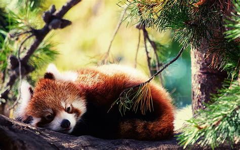 Discover more than 145 red panda wallpaper 1920x1080 latest - 3tdesign.edu.vn