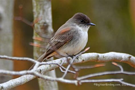 Eastern Phoebe and Migration - Big Year Birding