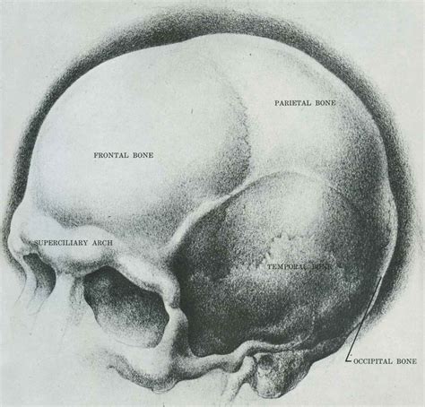 skull pencil drawing - Google Search | Drawing the human head, Drawings ...