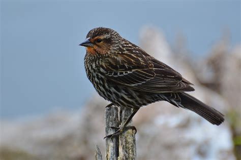 The Great Blackbird Migration | Nature Up North