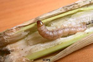 Stem Borer | Pests & Diseases