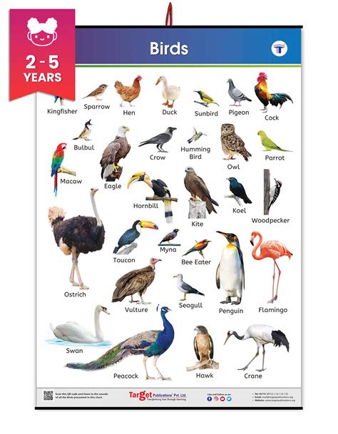 Birds Pictures And Names For Kids