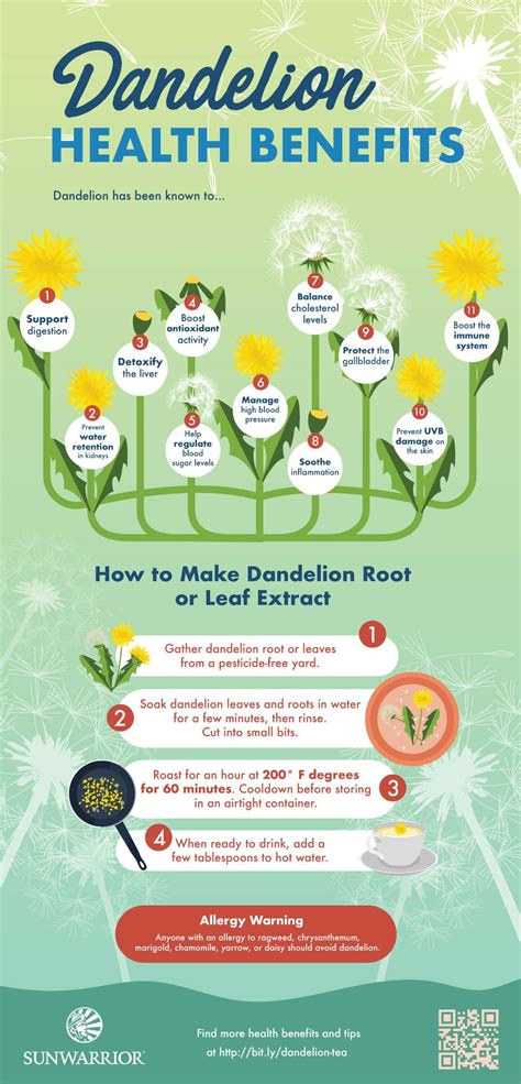 12 health benefits of dandelion leaves and dandelion root infographic – Artofit