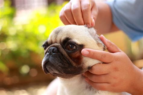 Dog Ear Plucking: Necessary Or Harmful? A Guide To Dog Ear Care