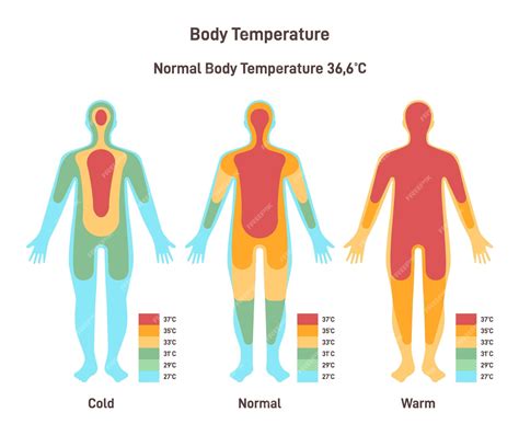 Premium Vector | Hyperthermia hypothermia and normal temperature diagram Body heat