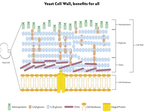 Filesimple Diagram Of Yeast Cell Numberssvg