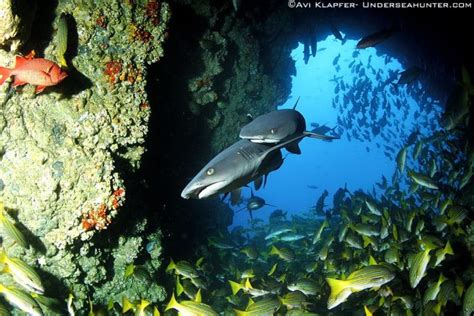 Cocos Island Diving Holidays | Dive Holiday Experts | Diverse Travel UK