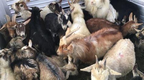 9 dead goats found on Jamul property, dozens more rescued | FOX 5 San Diego