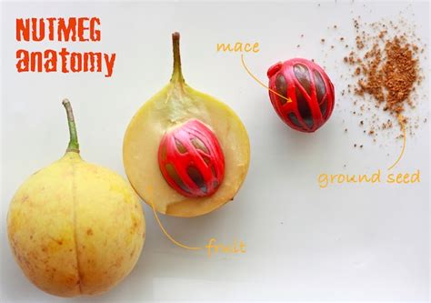 Spices Unearthed: Nutmeg (and Mace) | Season with Spice