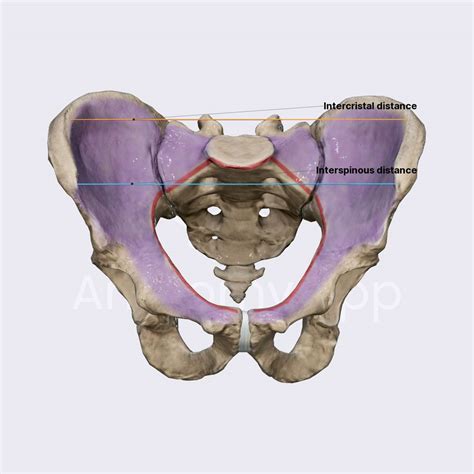 False pelvis | Obstetric anatomy | Organ Systems | Anatomy.app | Learn ...