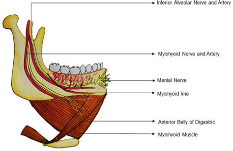 Mylohyoid Groove