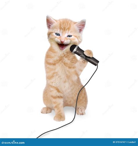 Cat Kitten Singing into Microphone Stock Image - Image of superstar ...