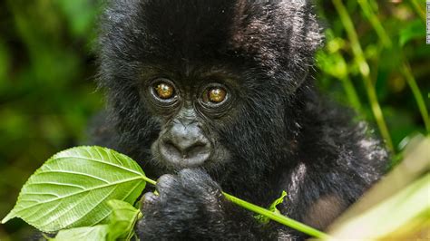 Mountain Gorillas in Virunga - virunga gorillas, congo gorillas