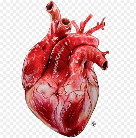 Free download | HD PNG heart realistic drawing realistic heart PNG ...