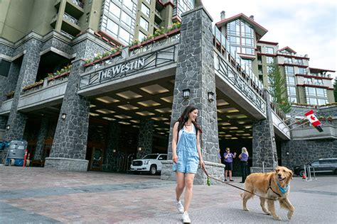 Vacationing with Your Dog in Whistler