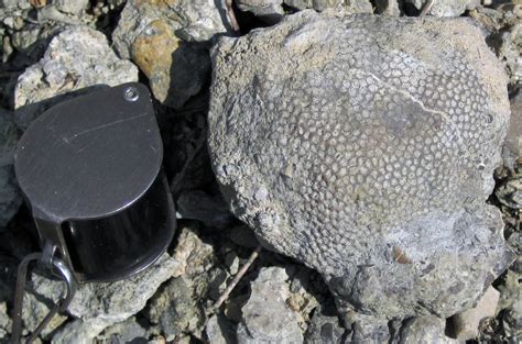 Protaraea richmondensis fossil coral encrusting a Rafinesquina ...