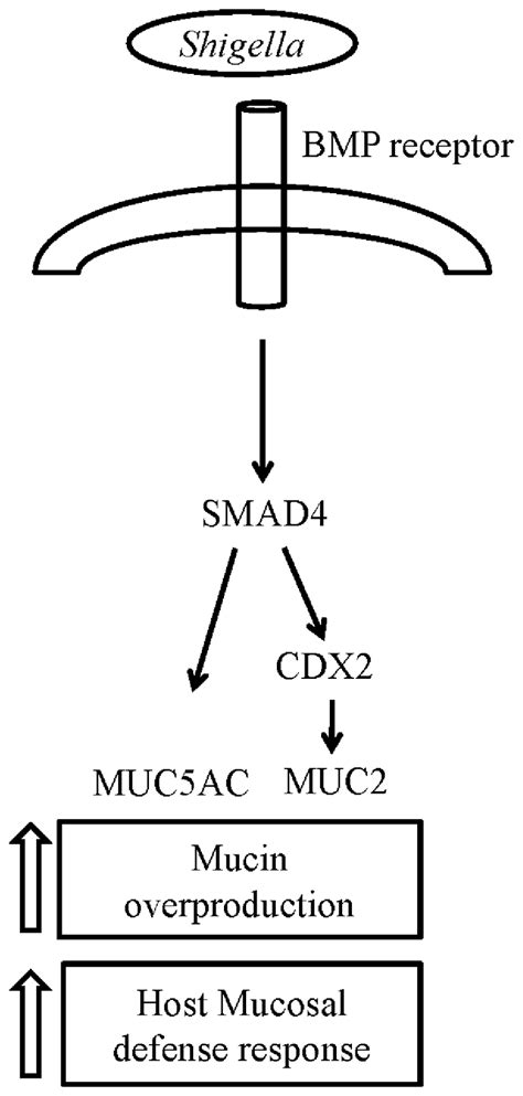 Schematic representation of mucin gene induction by Shigella. As ...