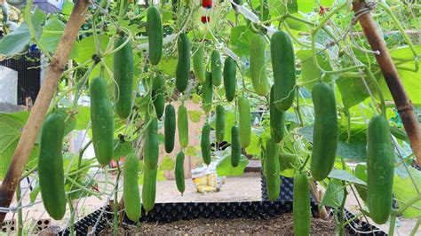 How to grow Cucumbers vertically, extremely lots of fruit, Growing cucumbers - GardenInBloom.com