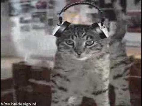 Numa Numa Cats - YouTube