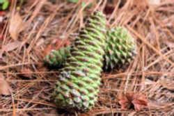 Arkansas State Tree: Pine Tree (Genus Pinaceae)