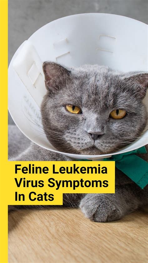 Feline Leukemia Virus Symptoms In Cats | Feline leukemia virus is a transmittable disease. Know ...