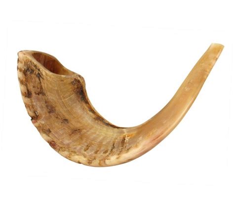 Natural Rams Horn Shofar - Large size 17"-18" | myshofar.com