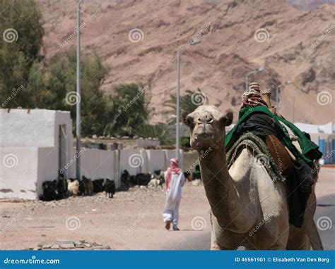 Camel Walking on Street in Egypt Stock Image - Image of saddle, everyday: 46561901