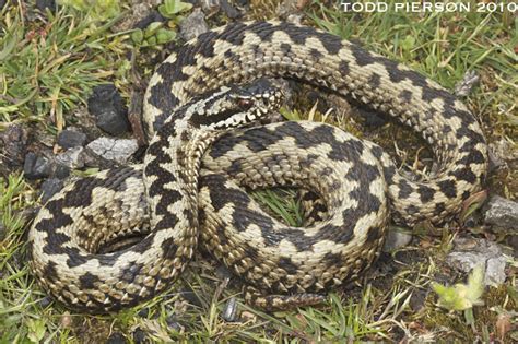 Vipera berus | The Reptile Database