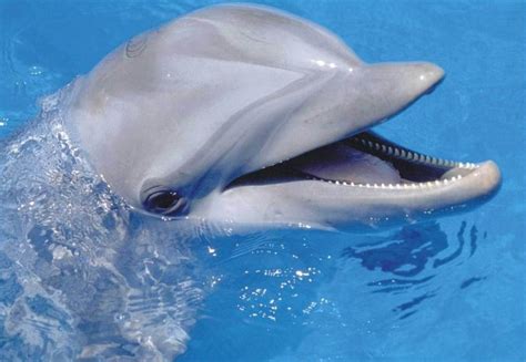 Flipper | Dolphin tours, Dolphins, Animals