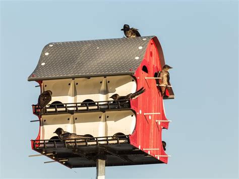 Purple Martin Nesting (Behavior, Eggs, Location + FAQs) | Birdfact