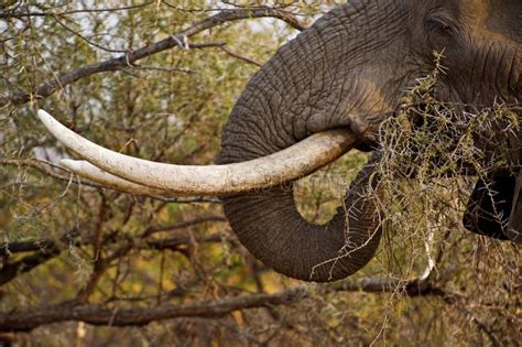 Elephant Tusks stock photo. Image of masculine, pachyderm - 6951966