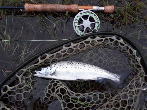 Landlocked salmon - Fishing Reports - Maine Fly Fish