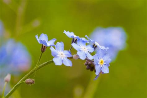 Light Royal Blue | Beautiful Light royal blue flowers -Lichf… | Flickr