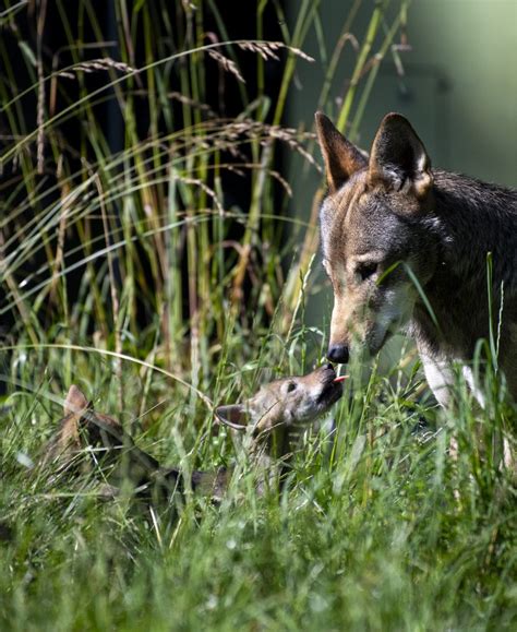 Amazing red wolf facts. America's most misunderstood animal.