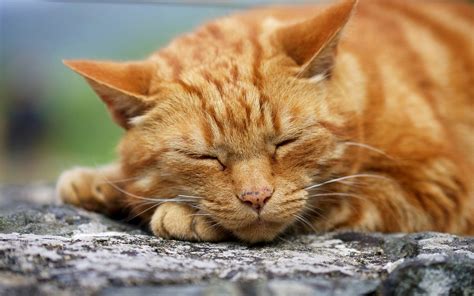 Ginger Cat Wallpapers - Wallpaper Cave