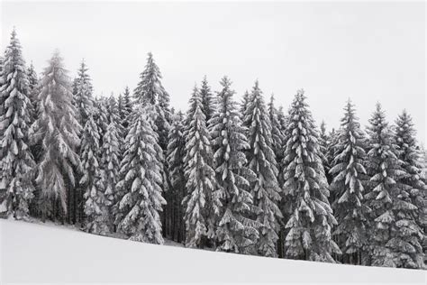 Free Images : tree, branch, mountain, snow, black and white, frost ...