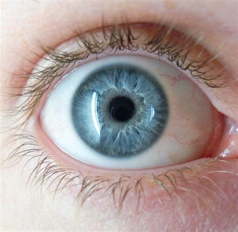 Human Eye Color | Encyclopedia MDPI