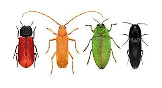 Wood Boring Beetle Treatment & Prevention | Pest Control • EcoCare