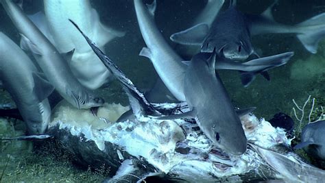 Behold a Giant Grouper Eating a Shark Eating a Swordfish - Nerdist