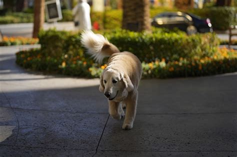 Kirk Herbstreit’s golden retriever has become a football fan favorite ...