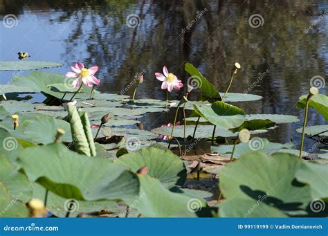 Lotuses Field on the Lake in a Flood Plain of the Volga River Stock Image - Image of pestle ...