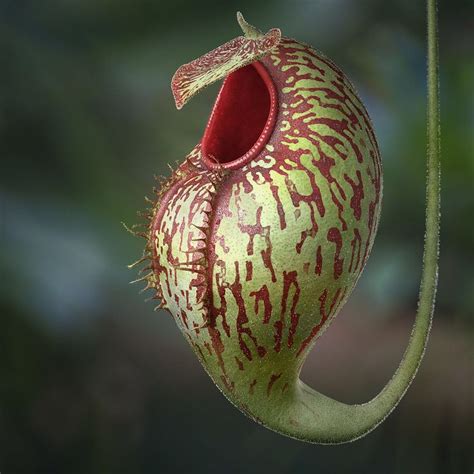 Nepenthes, flesh eating plant | Carnivorous plants, Pitcher plant ...