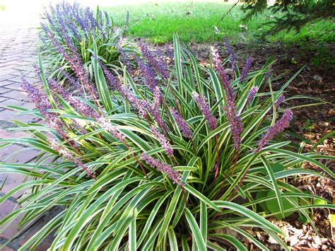 Views from the Garden: Short perennial ornamental grass varieties | Low ...