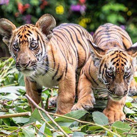 Live: Take a closer look at adorable South China tiger cubs - CGTN