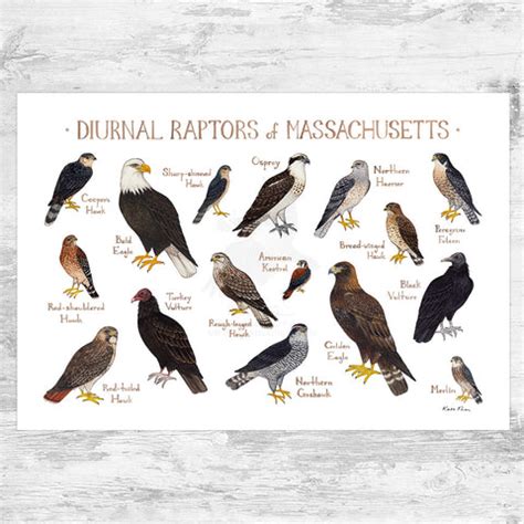 Massachusetts Owls Field Guide Art Print – Kate Dolamore Art